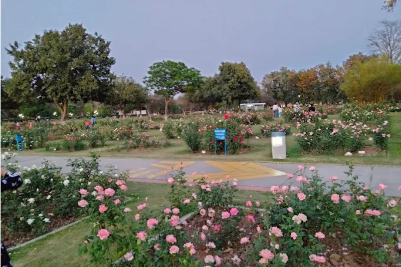 Rose Garden  4