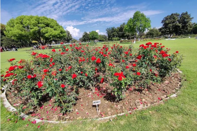 Rose Garden  5